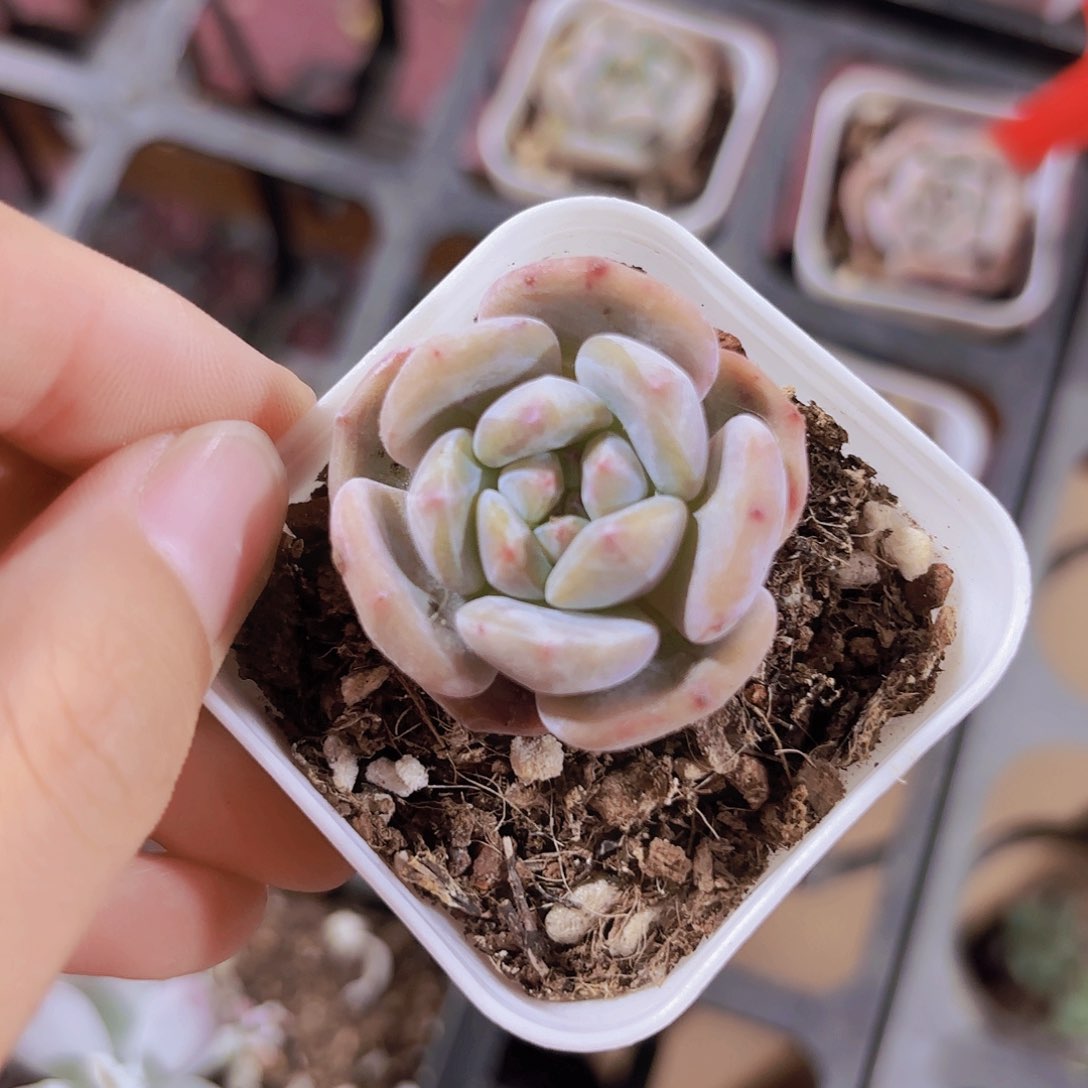 精品奶盖多肉植物