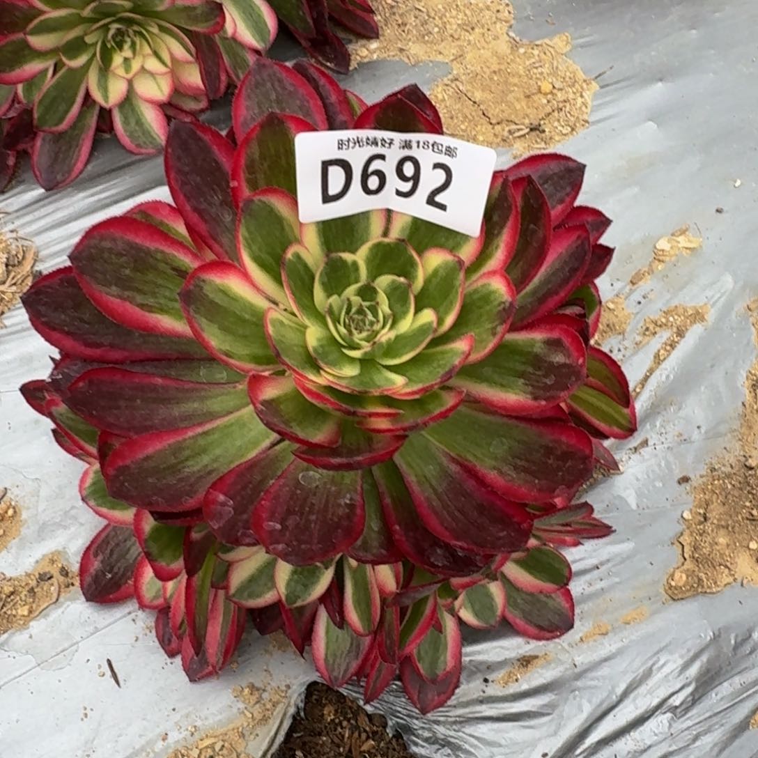692倾城多肉植物