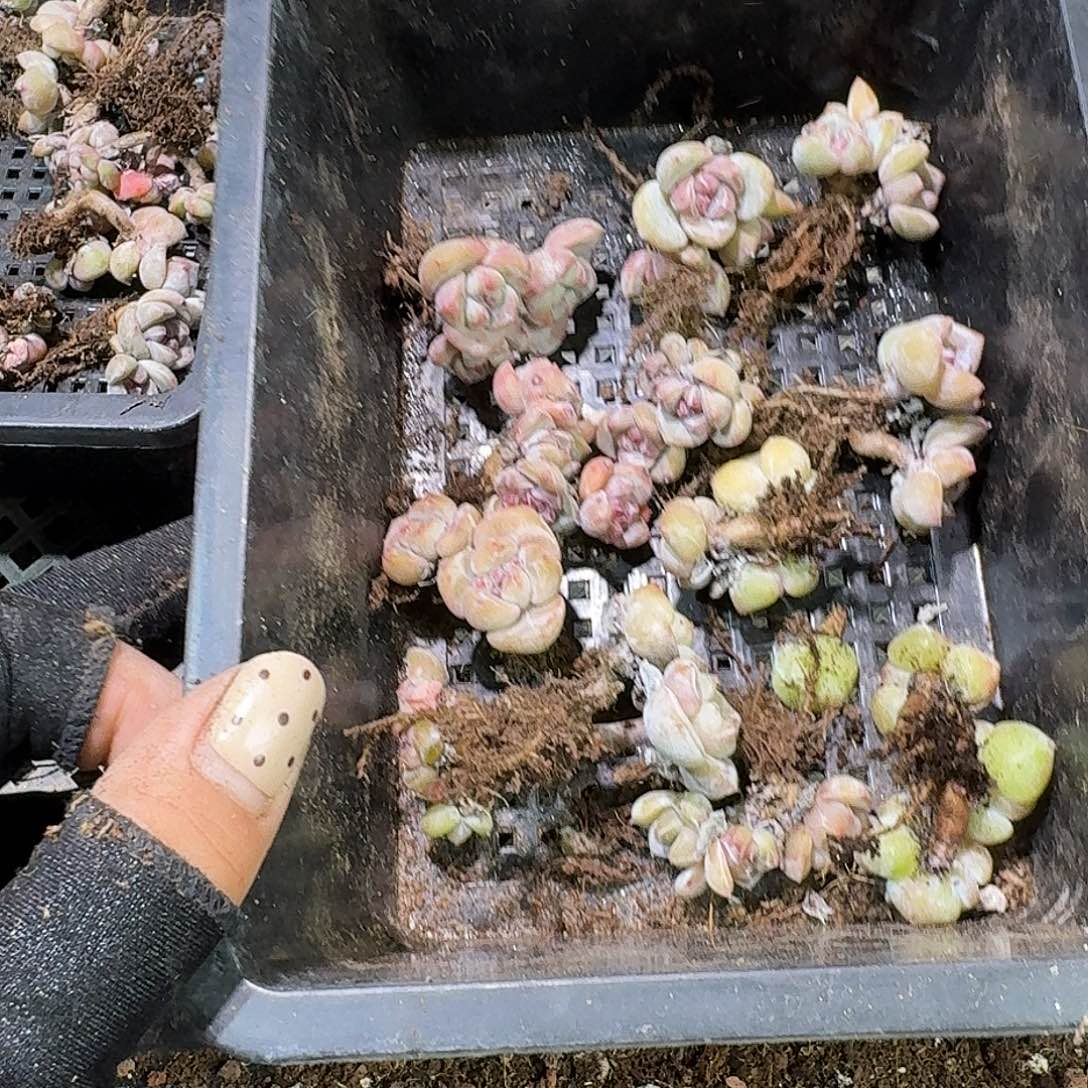 惠***A489 号到手1粒颗江北多肉