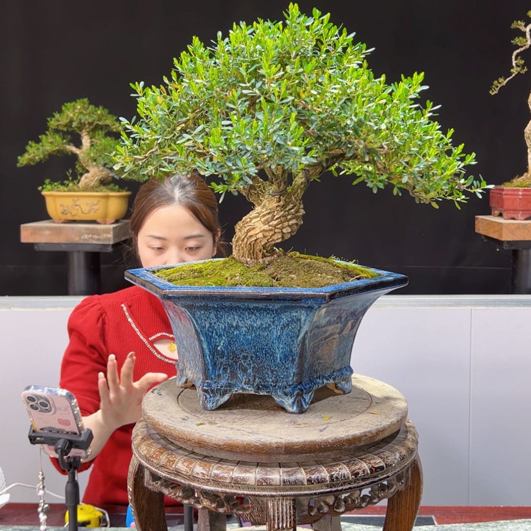 四季常青老桩黄杨盆景