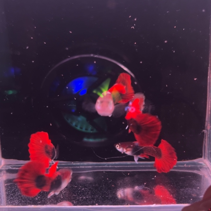 孔雀鱼爆绒折扇单公5条