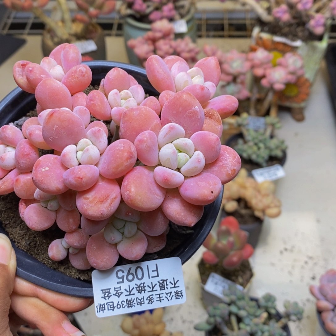 095樱花洛神多肉9c m