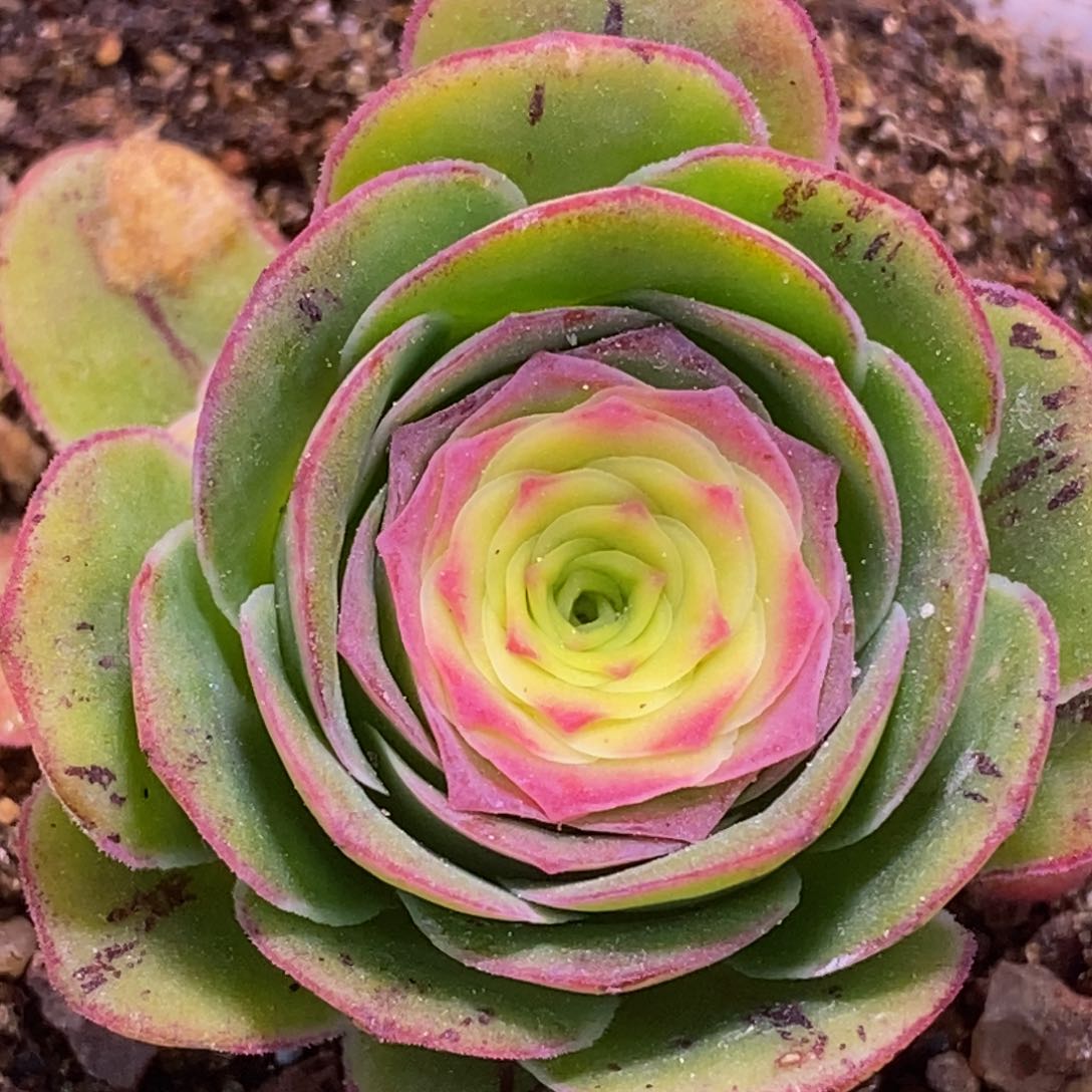 花生 紫莜带两个侧芽一起 803