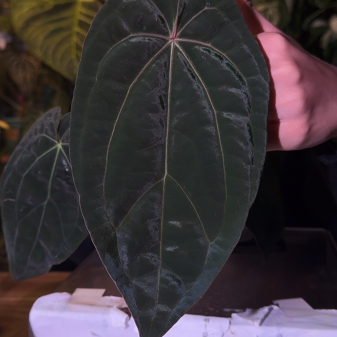 不开花植物C169贝斯杂红水晶杂黑凤凰