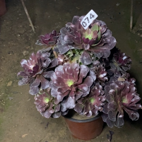 下****福074鸥紫124567788