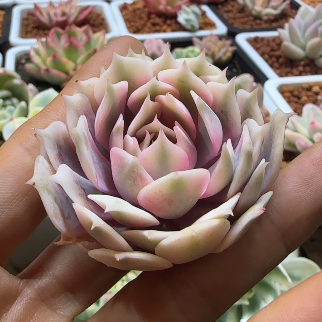 粉蝶锦 多肉植物