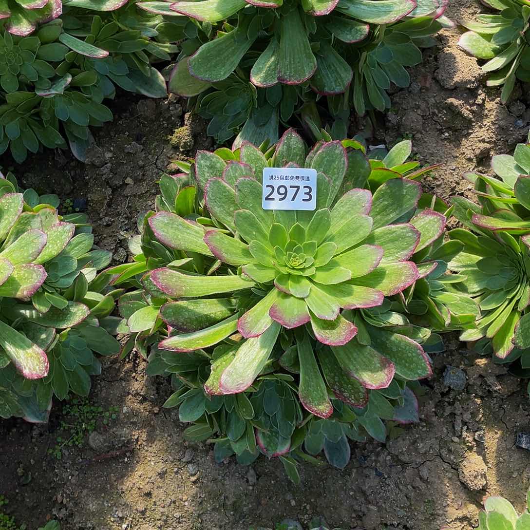 2973万花筒多肉植物