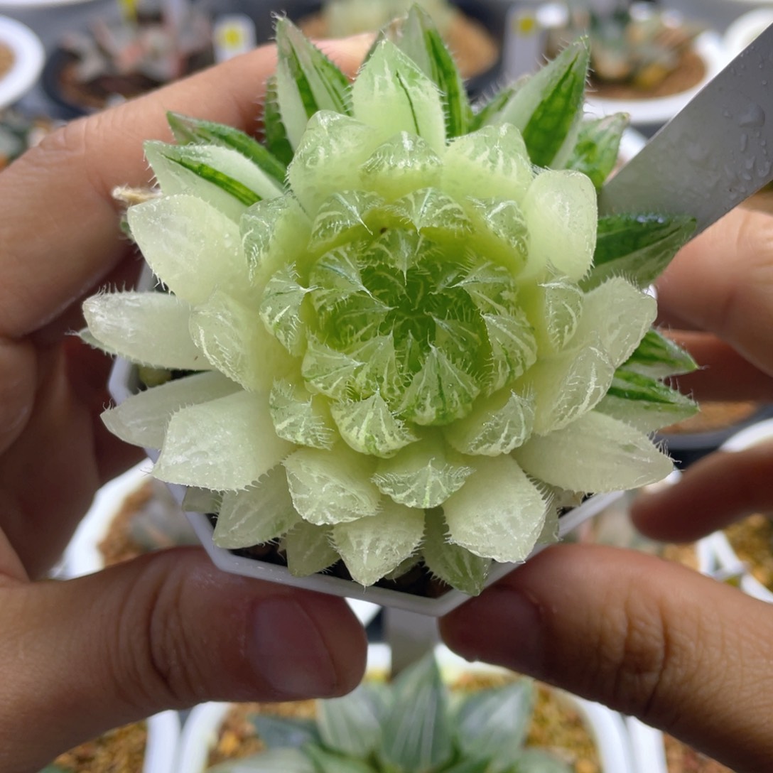 5.十二卷多肉非组樱水晶玉露锦