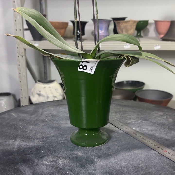 花***）哦哦哦哦哦哦哦哦818