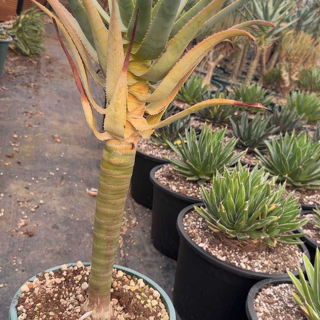盆栽植物植物植物