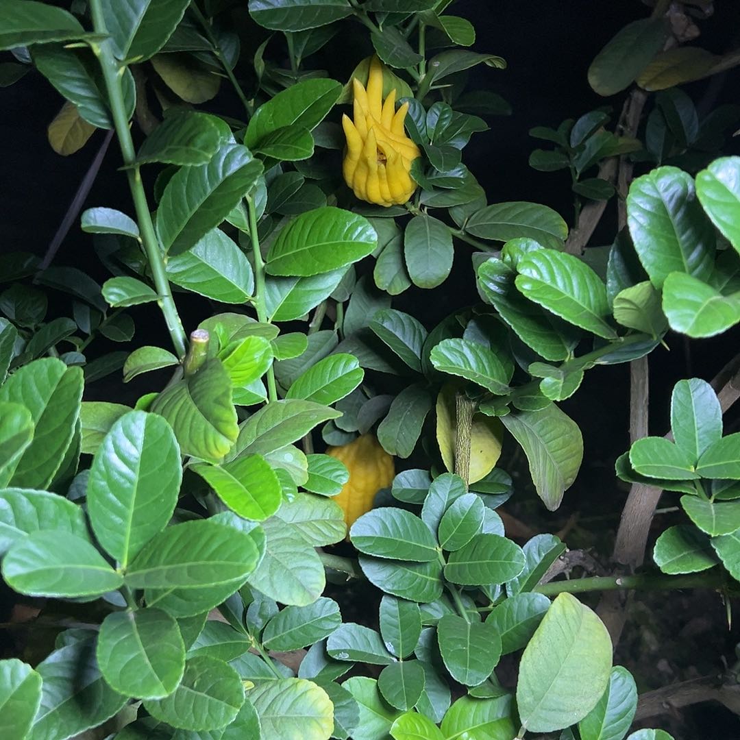 完全开放金华佛手果漂亮的