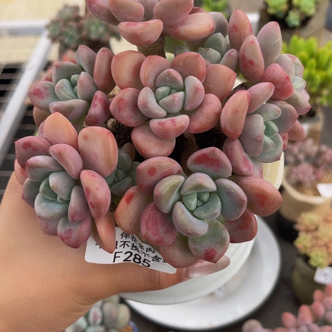 285-花斑鹿多肉10cm