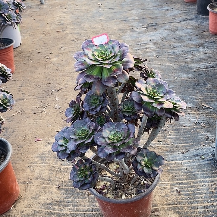 27，晚霞多肉法师多肉法师