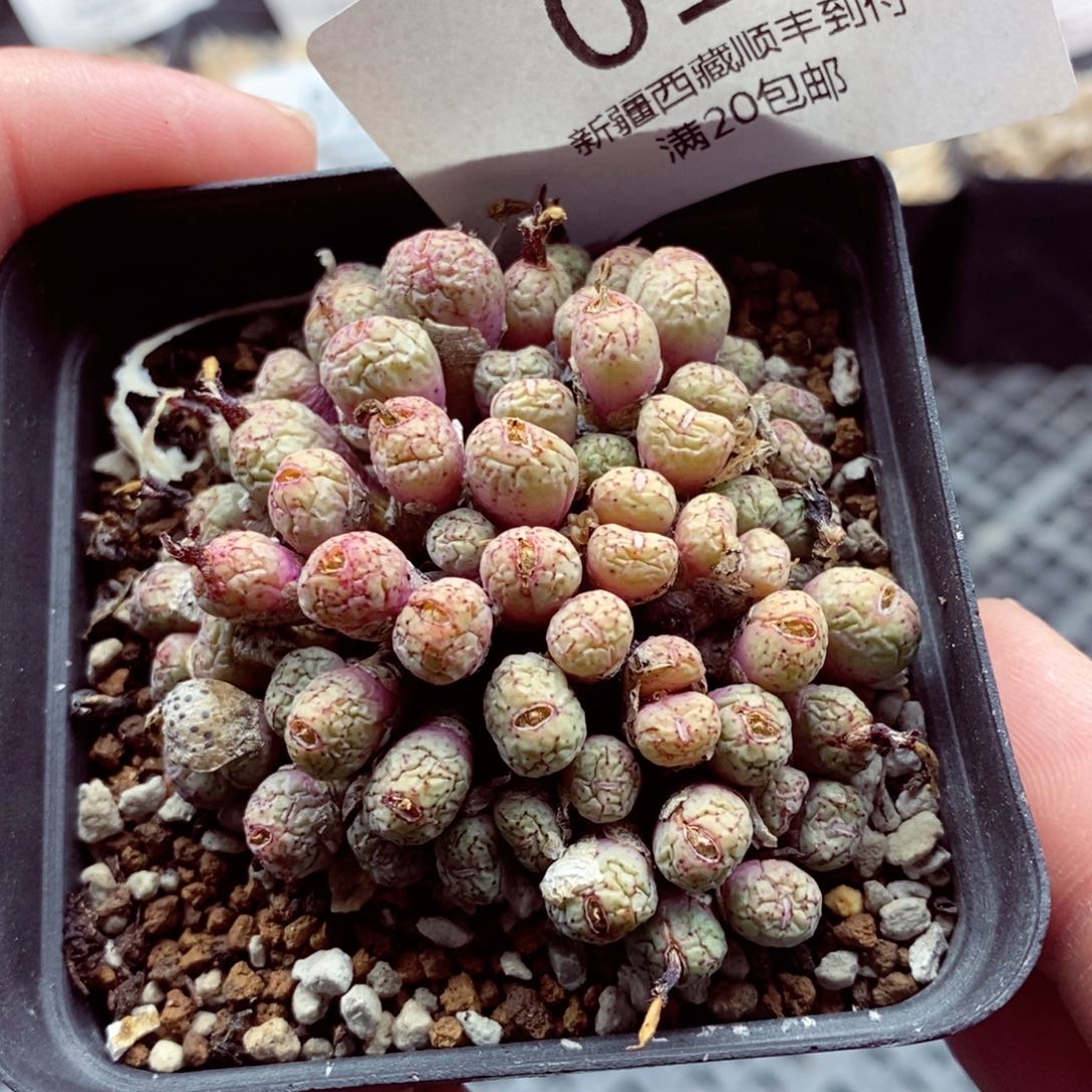 我也是很喜欢这个节目的013