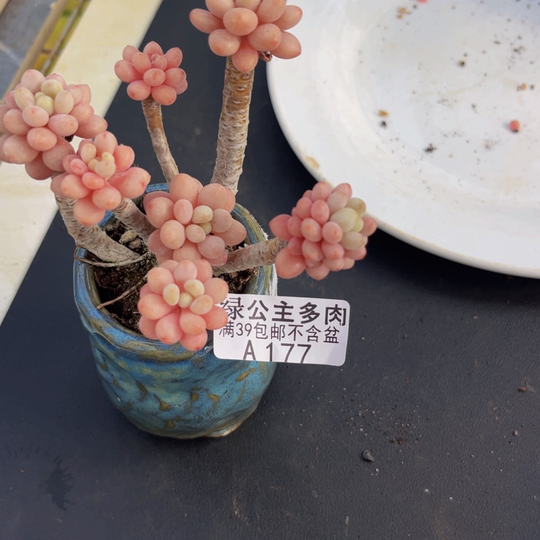 177鱼子酱8cm多肉