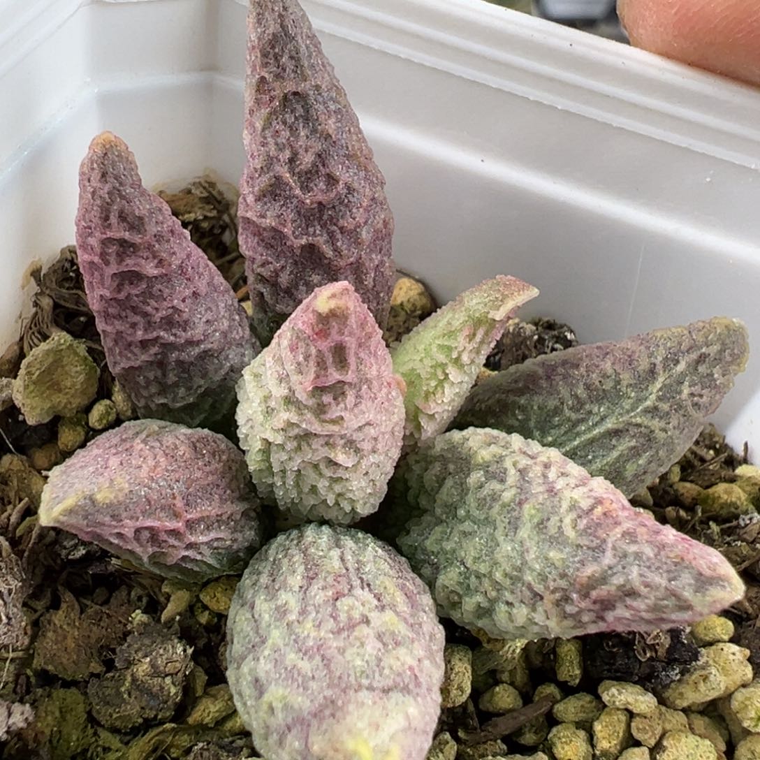 融化纹冰淇淋水泡多肉植物