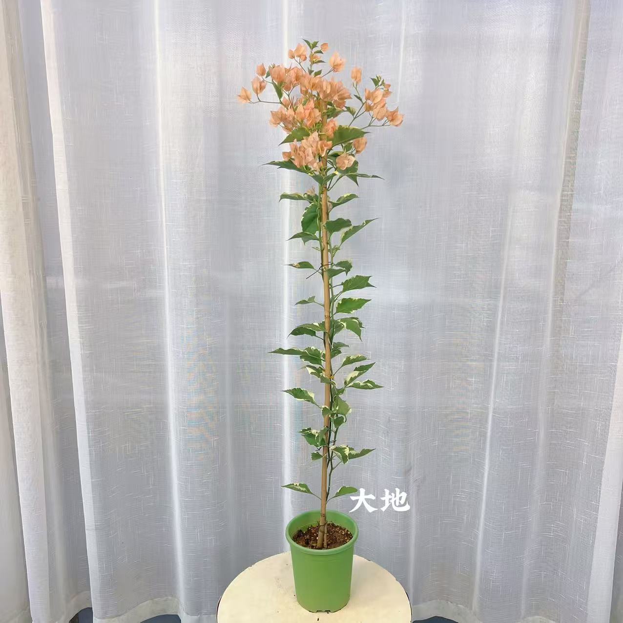 【马斯】三角梅原生高飘盆花