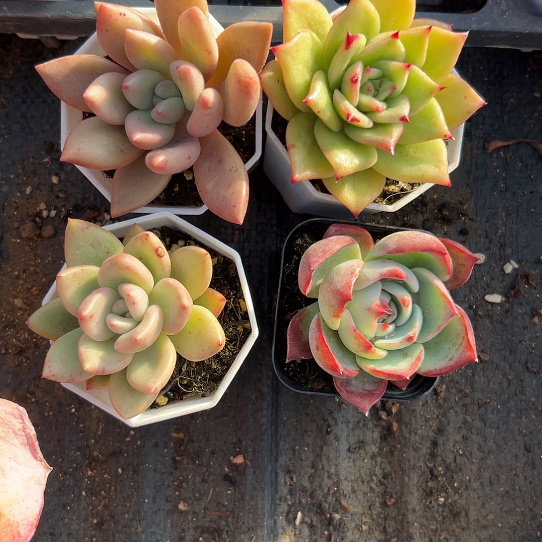 多肉植物四颗单头