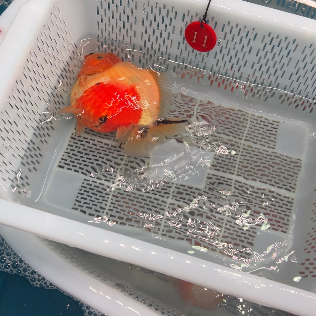 木***辛金鱼你好吗我好想你