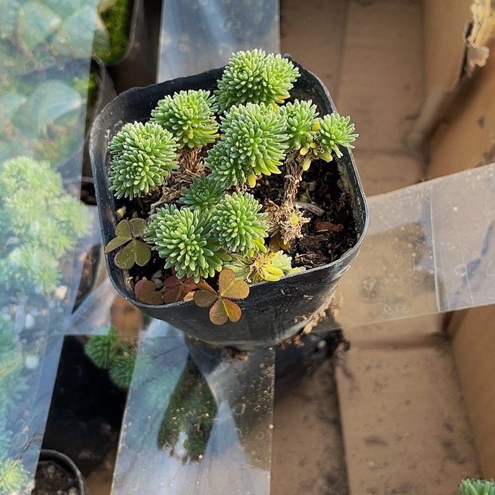 球松5.8带盆土发货