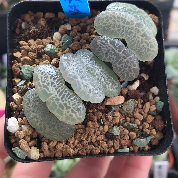 终极蓝一物一拍带盆