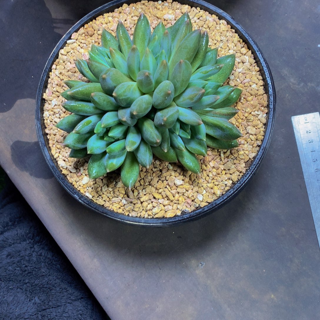 彩体重楼美人多肉植物