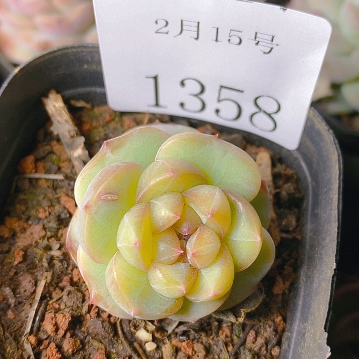 【闪购商品】云1358