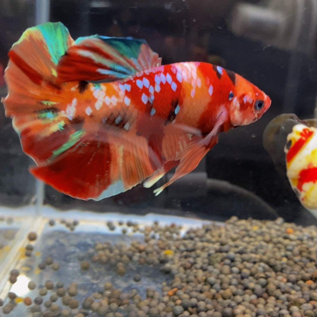 斗鱼342巨斗1111星