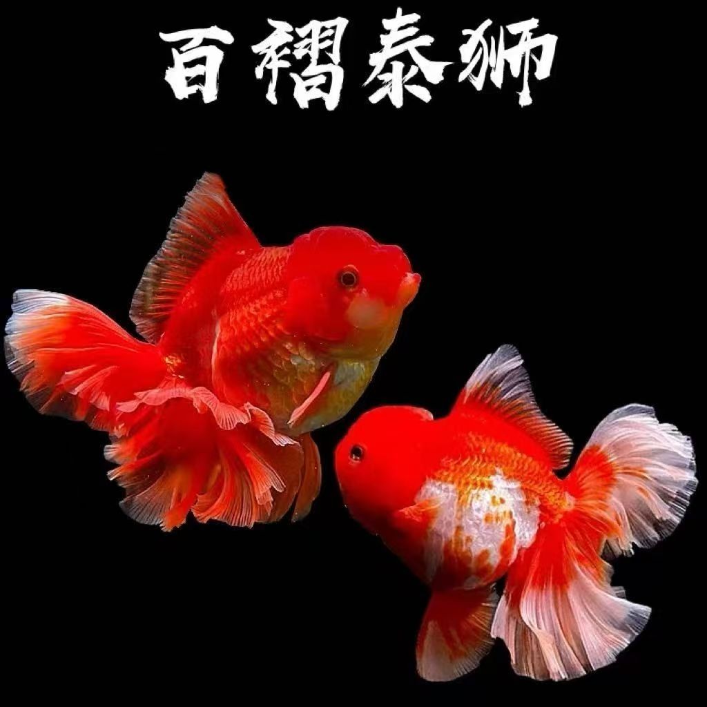 渔场直发【精品百褶泰狮】冷水淡水好养耐活红狮金鱼鸿运当头观赏鱼