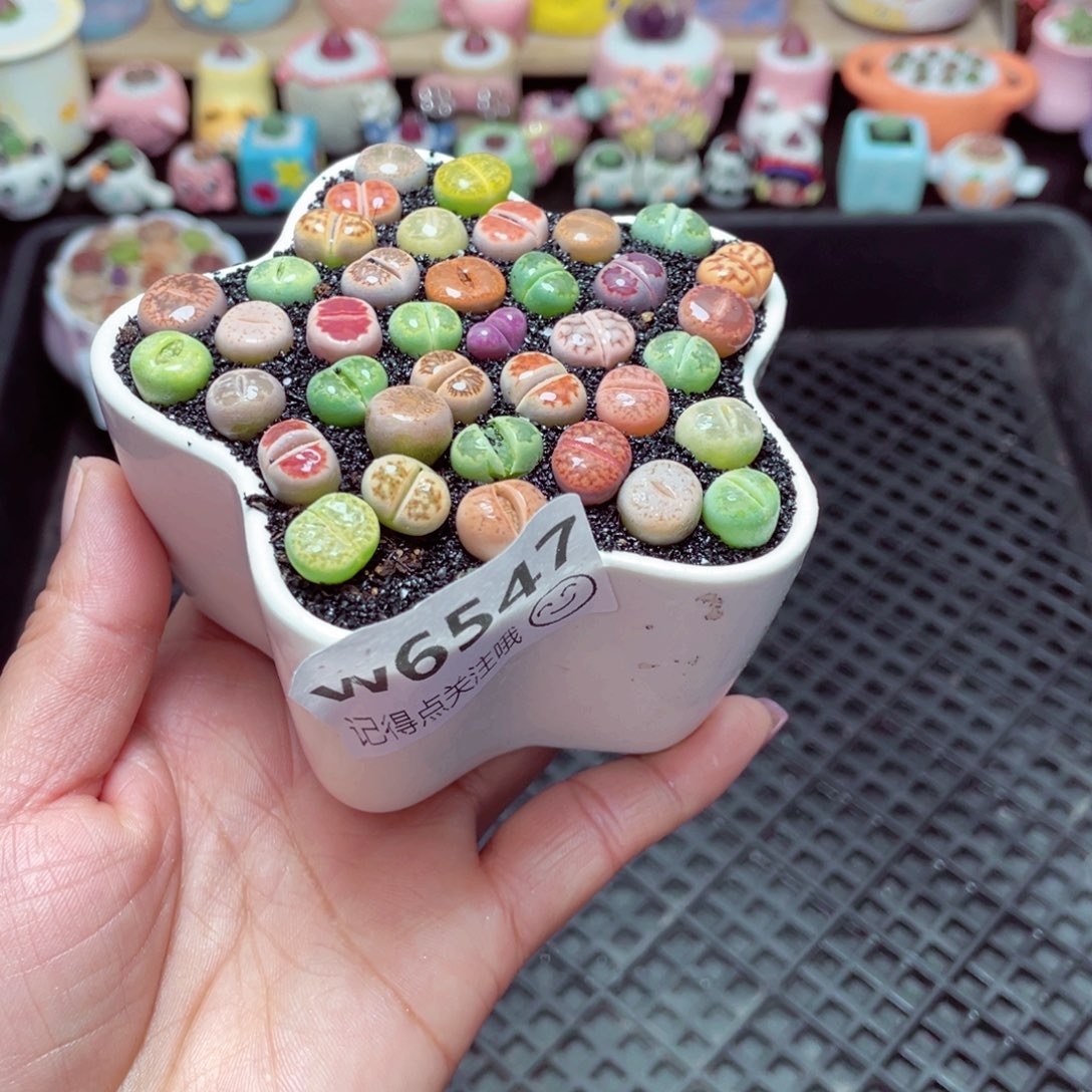 w6547星星亮面小彩多 一份一盆量拍