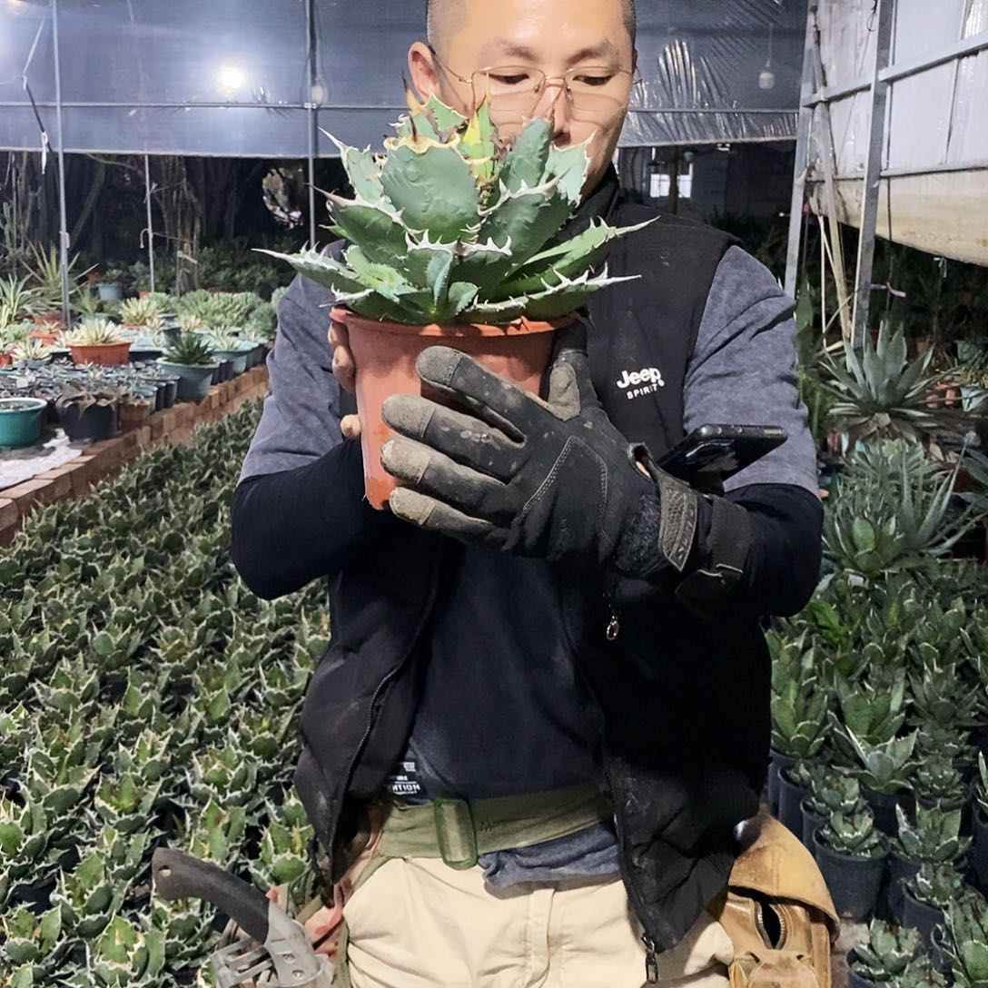 蓝霸王龙舌兰冠幅20公分左右