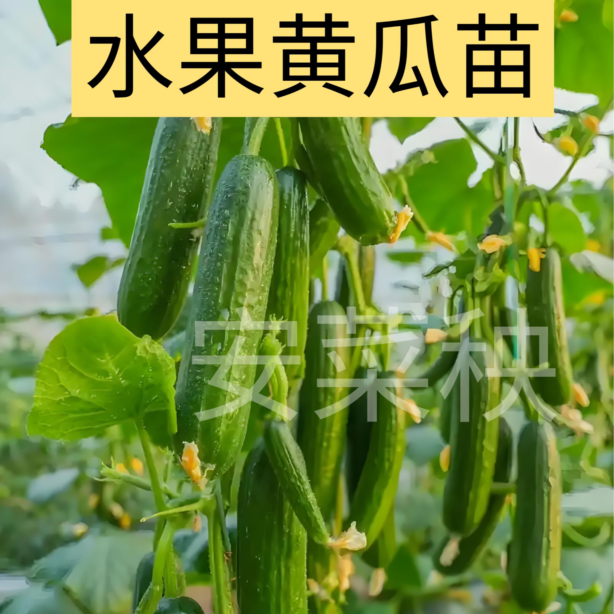 黄瓜苗子黄瓜苗带土大苗旱黄瓜秧苗阳台盆栽水果黄瓜苗四季蔬菜苗