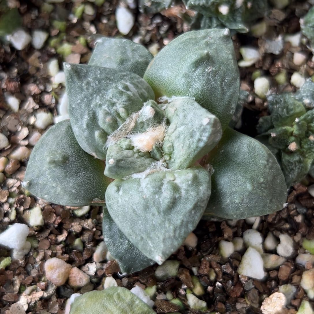 799  有根 仙人球的世界