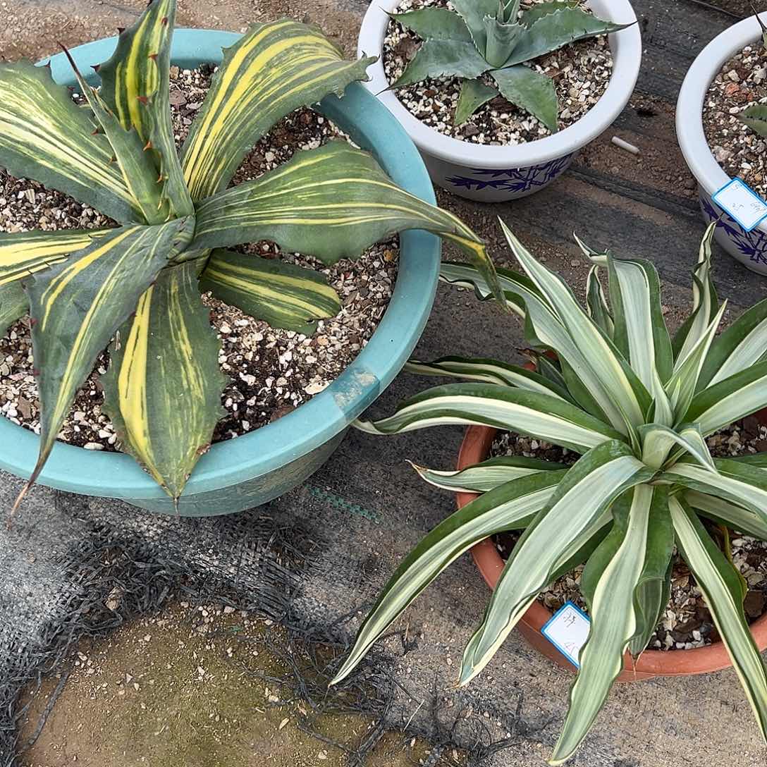 祥****3颗哦哦哦哦哦哦哦哦哦哦哦