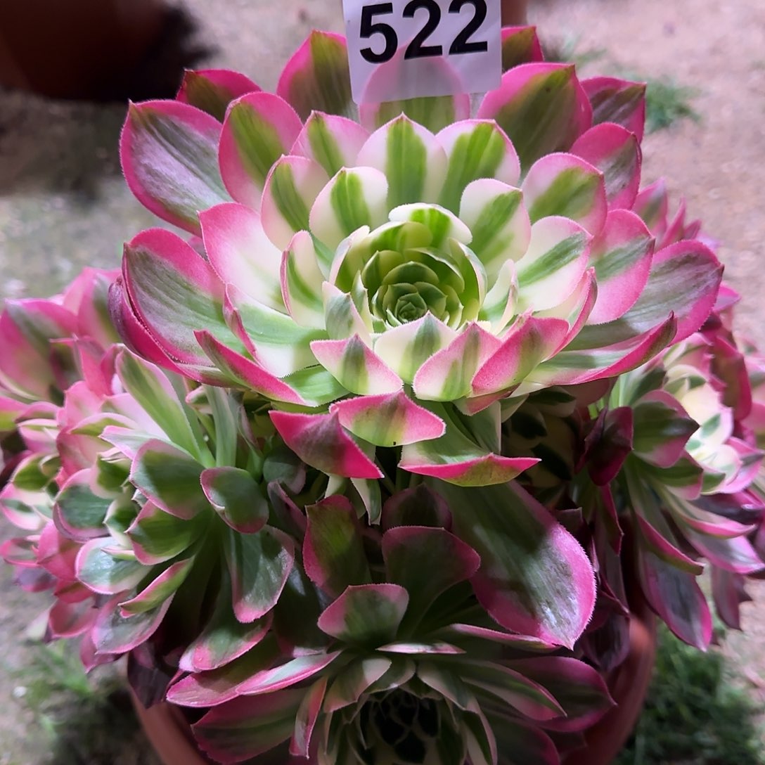 多肉植物海王522