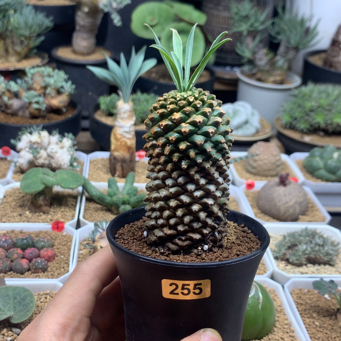 铁甲麒麟多肉带盆255