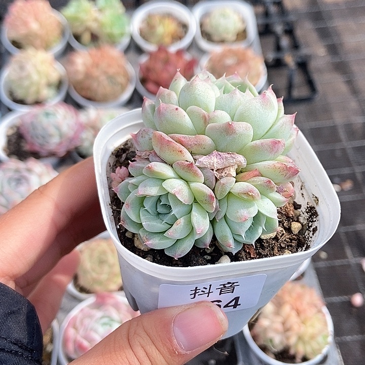 一物一拍满十元包邮发货 164