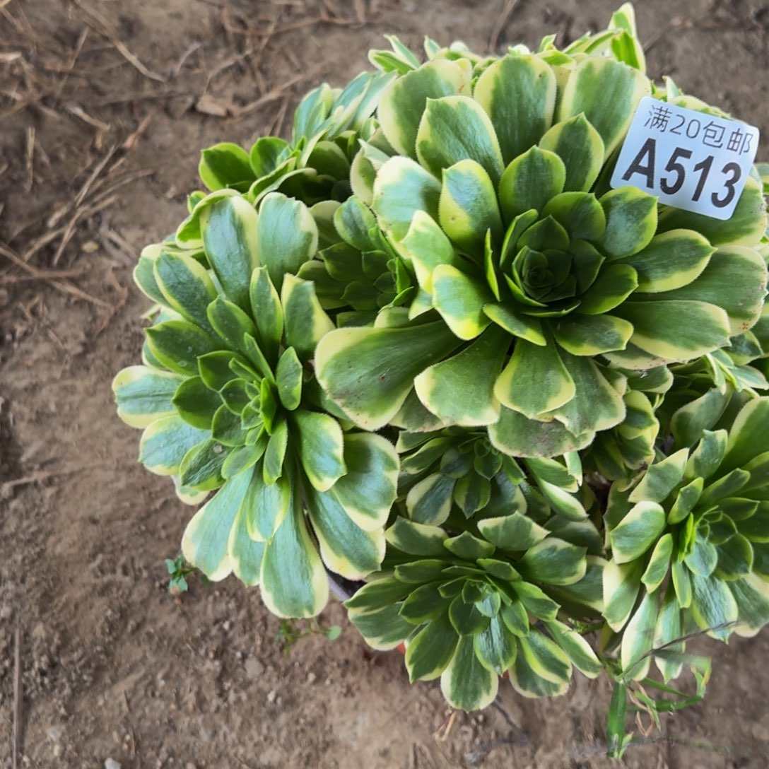 513多肉植物捧花的时候