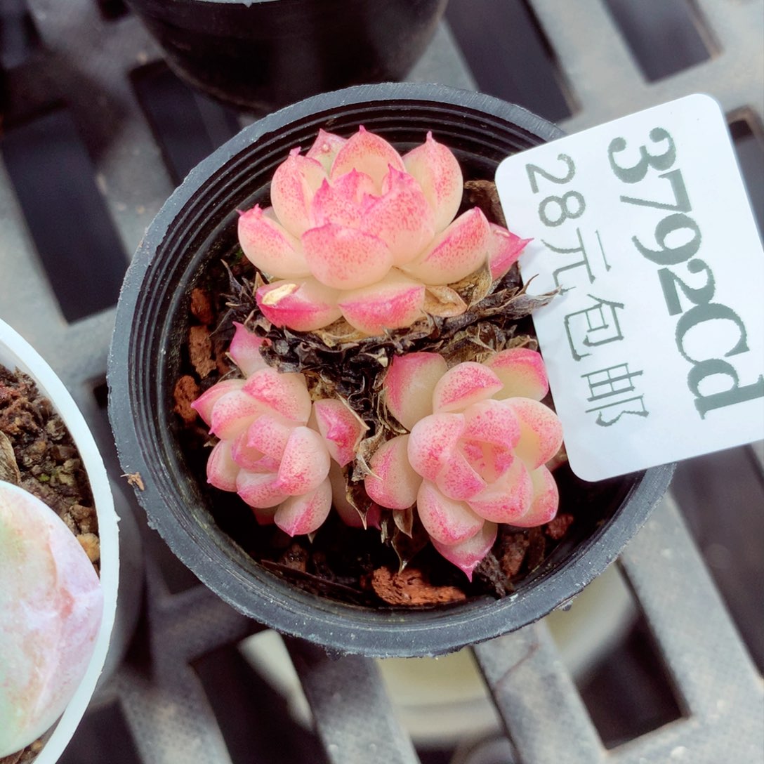 5厘米盆精控多肉3792