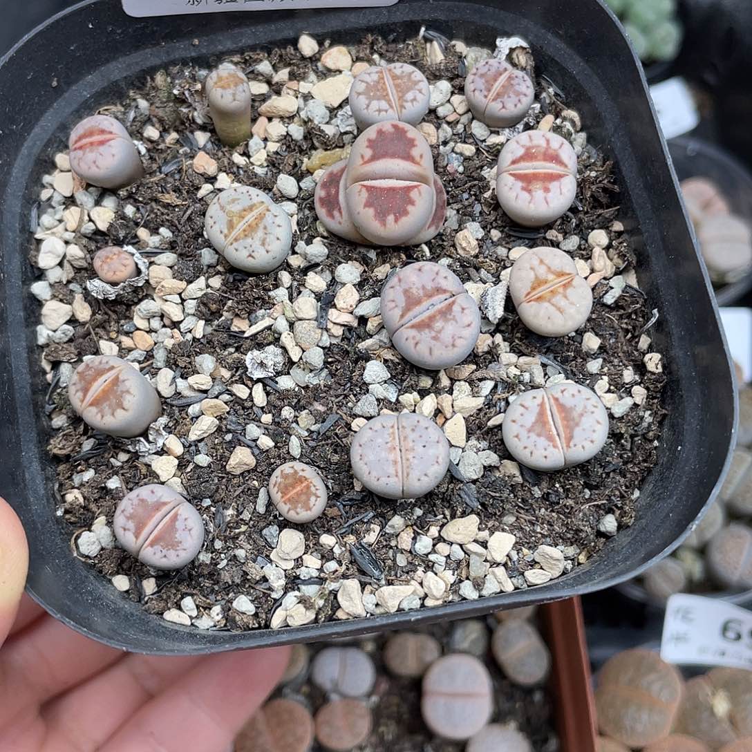 727000000花花花花花花花