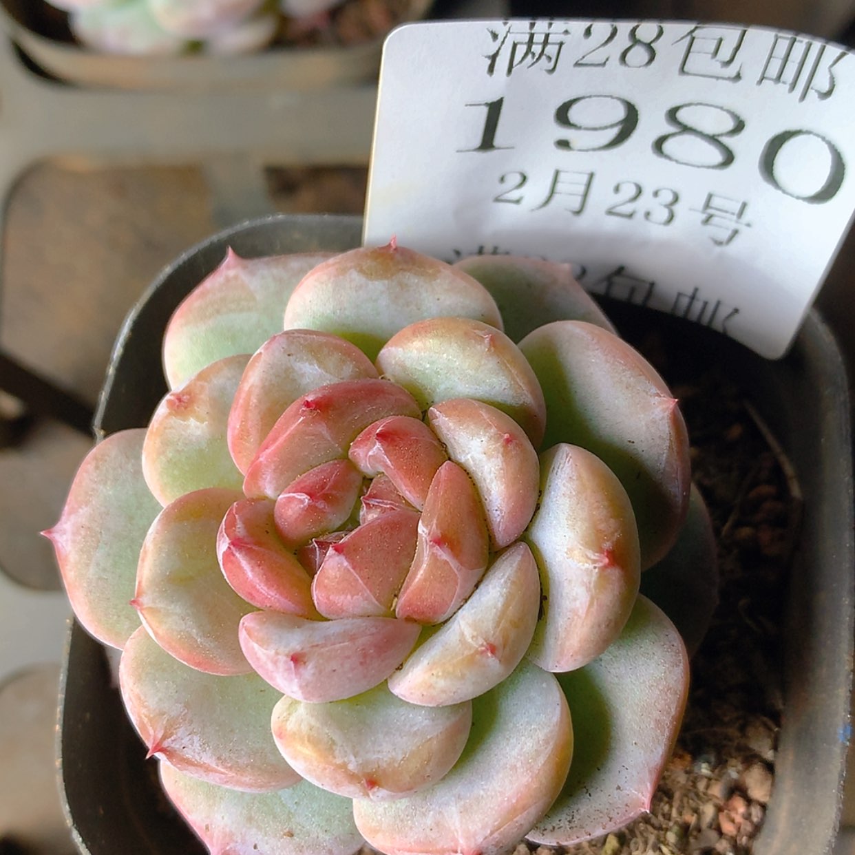 【闪购商品】云1980