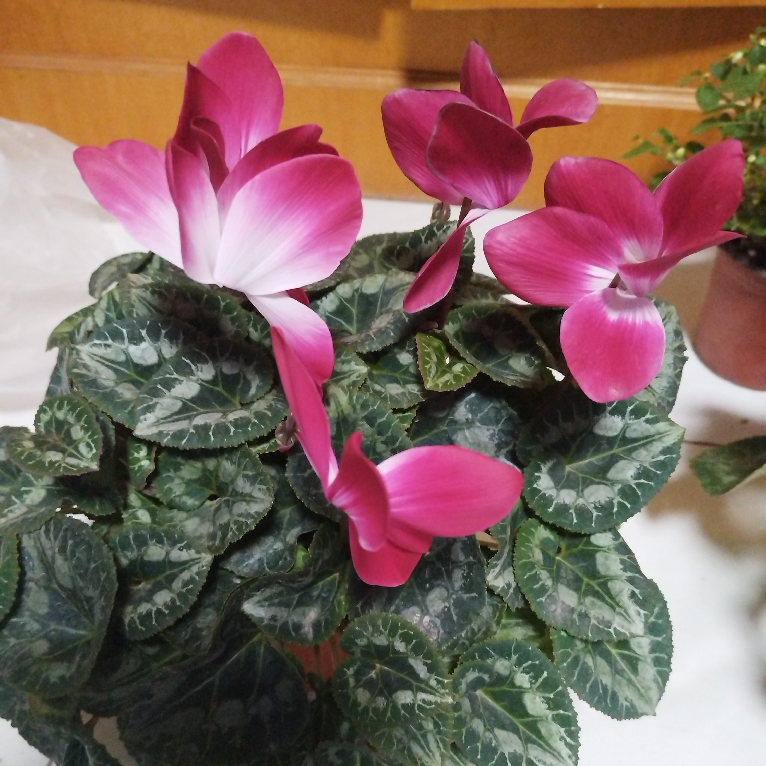 仙客莱一盆包邮到家