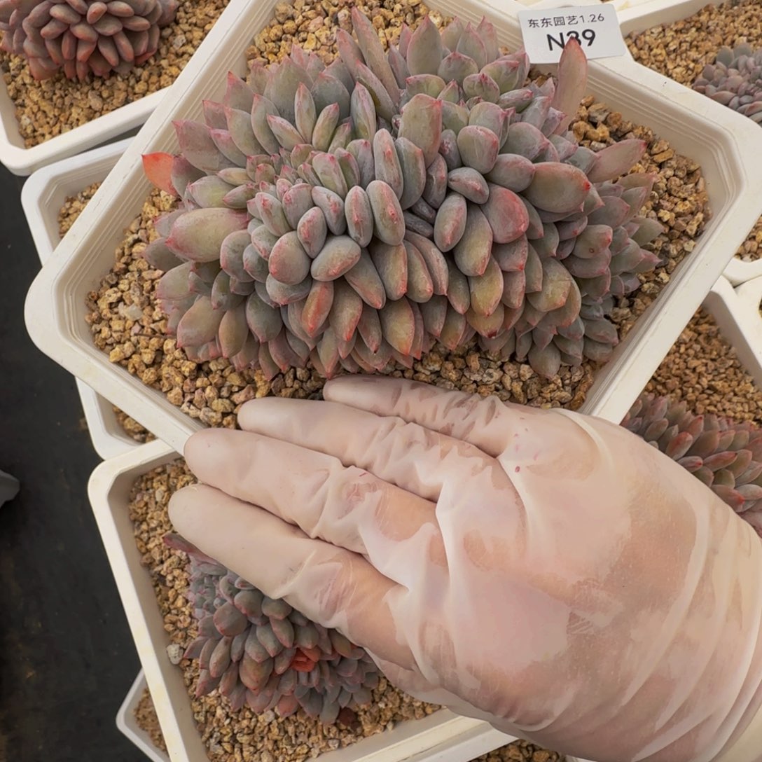 n n n n n n n n n 39