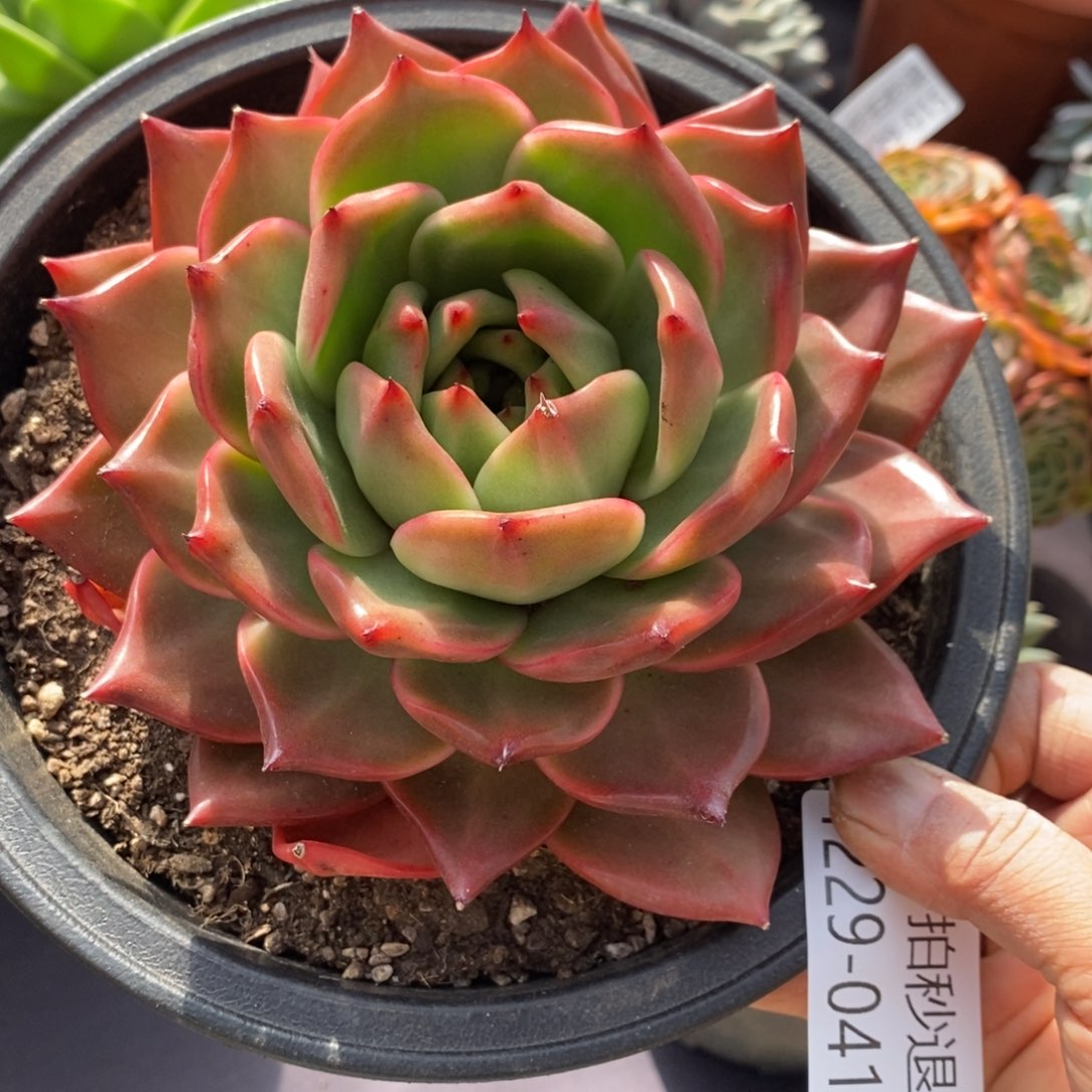 两单包邮1229-41红钻