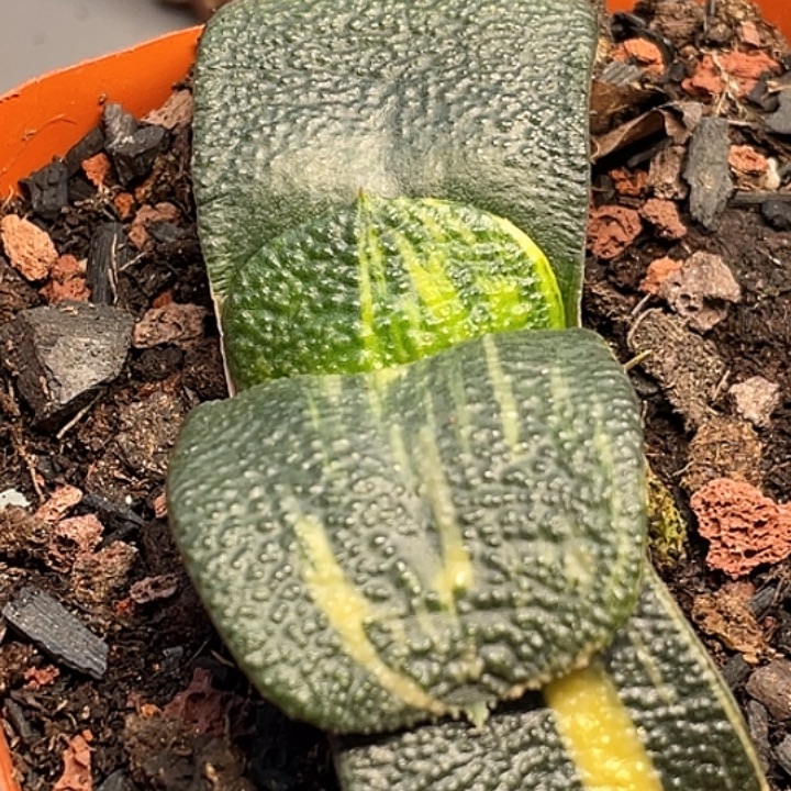 一物一拍竞拍福利拍