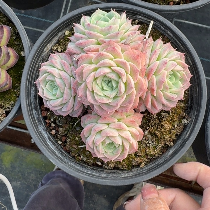 不知名多肉植物绿植