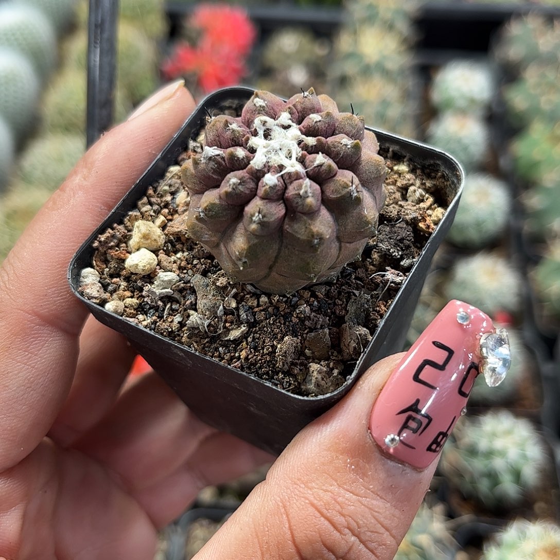 蜥蜴皮单头发货单头发