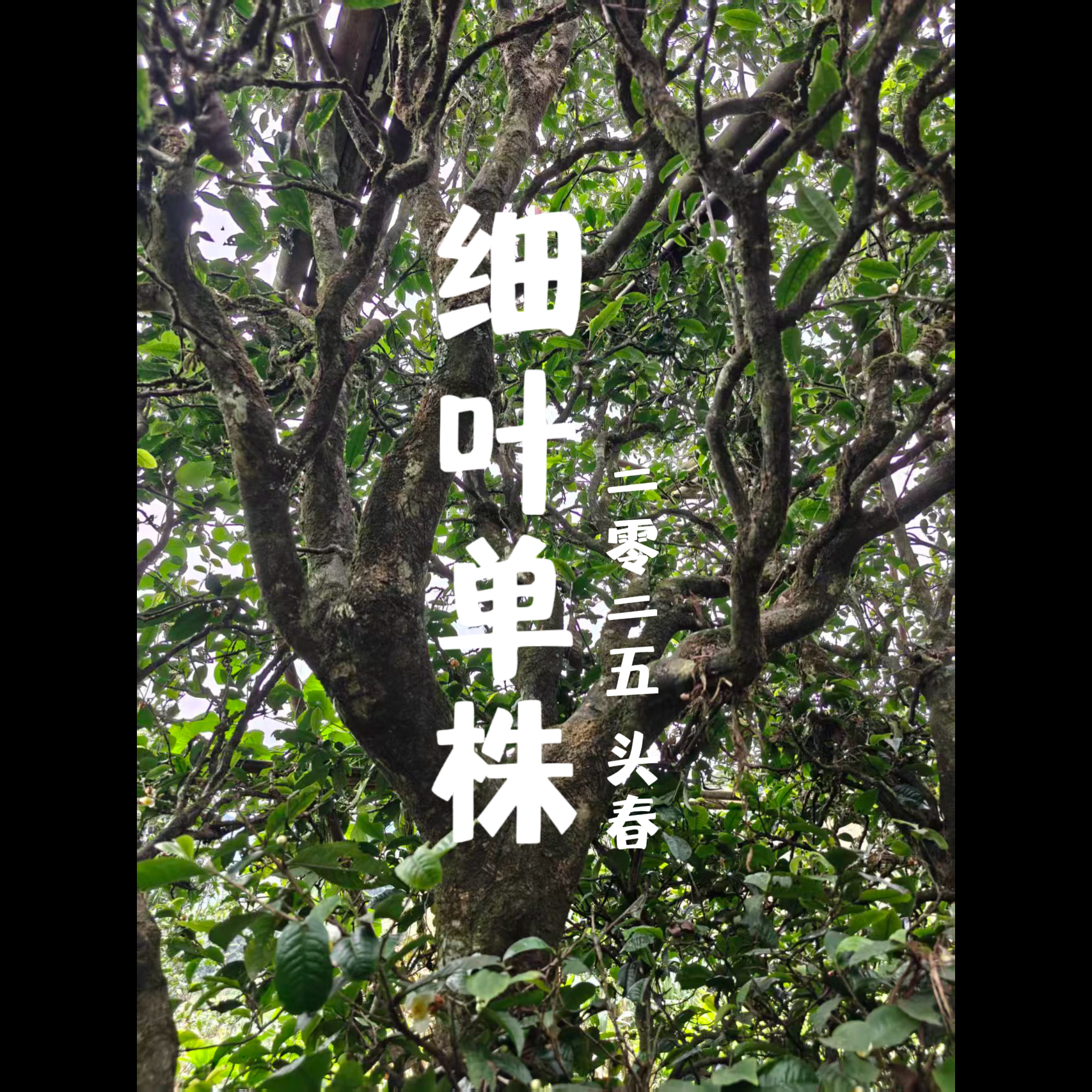 【中秋国庆单株专拍】2025年 邦旭 细叶单株 头春古树普洱生茶 散茶
