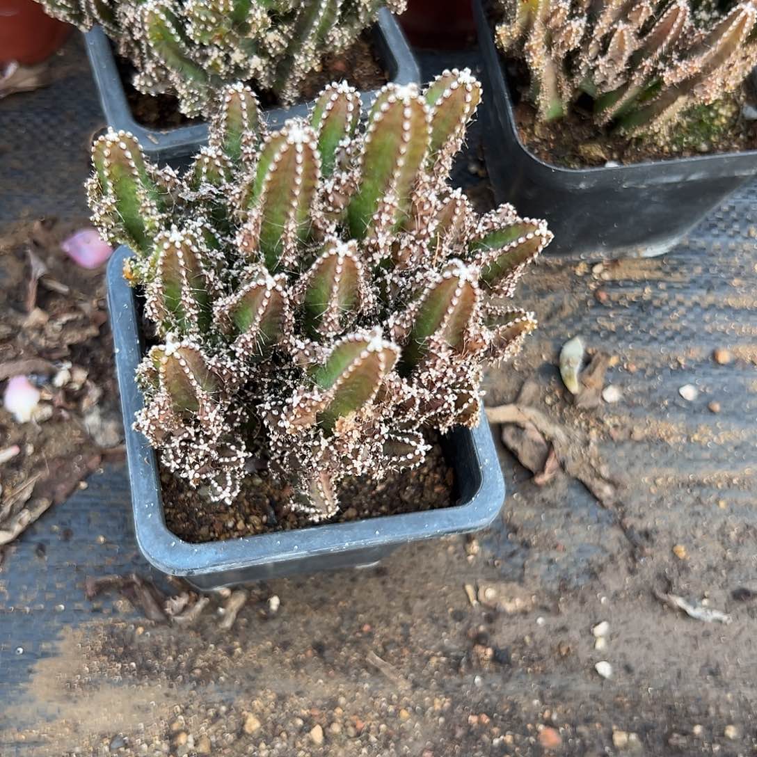 妞***贝多肉植物万重山福利