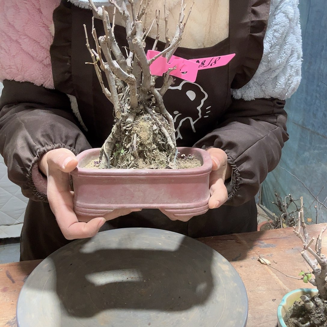风***淡无花朵原生贴梗海棠
